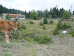 cow-horse1